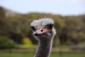 Bild von Ostrich
