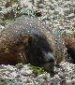 Bild von Lazy Marmot