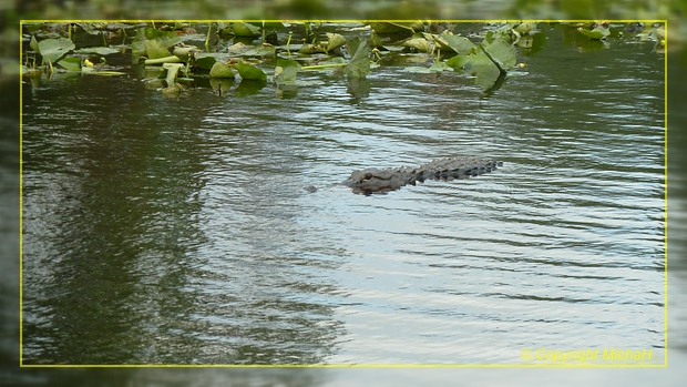 Alligator Stephen C. Foster SP