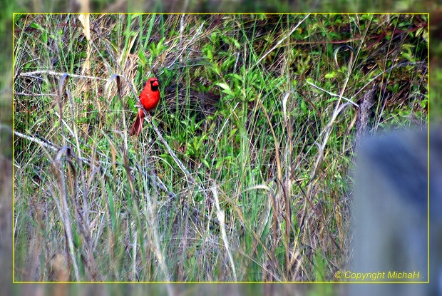 St. George Island SP