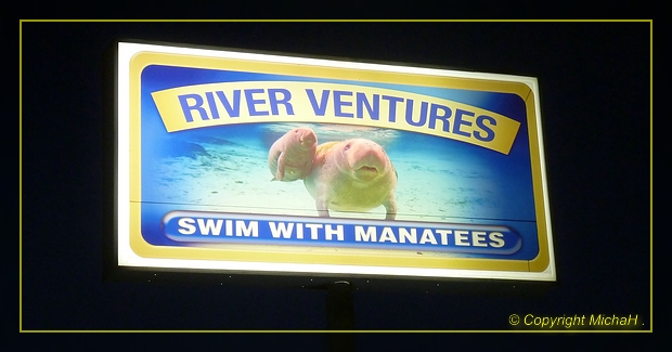 Swim with Manatees