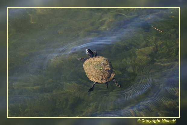Turtle