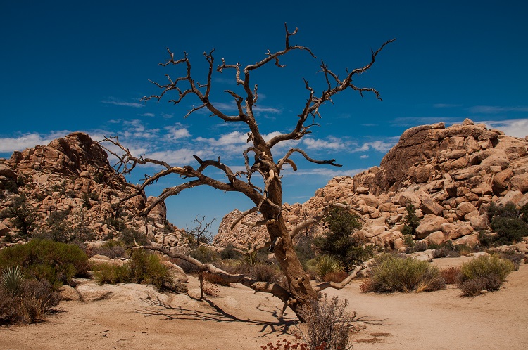 Blitz Baum