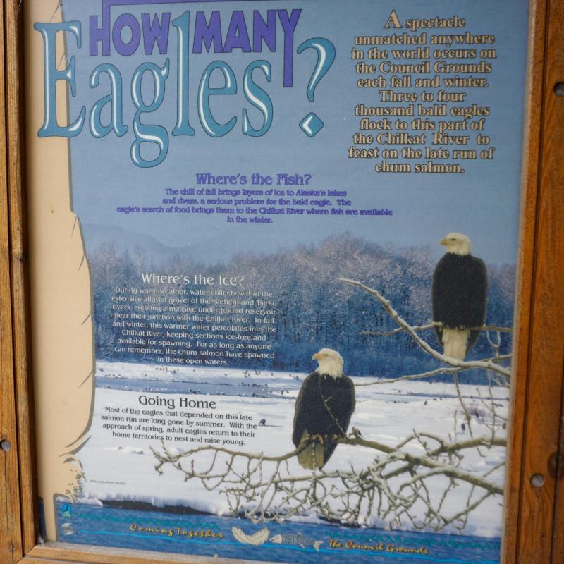 Chilkat Bald Eagle Preserve / Alaska