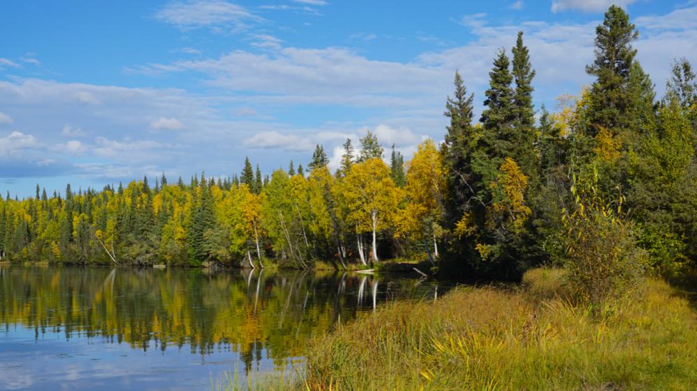 Birch Lake am Richardson Highway / Alaska