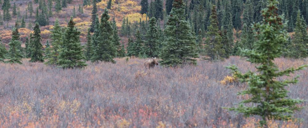 Moose (Elch) im Denali N.P./Alaska