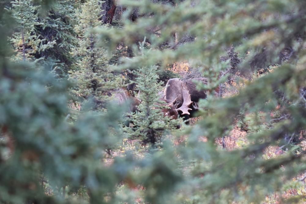 Moose (Elch) im Denali N.P./Alaska