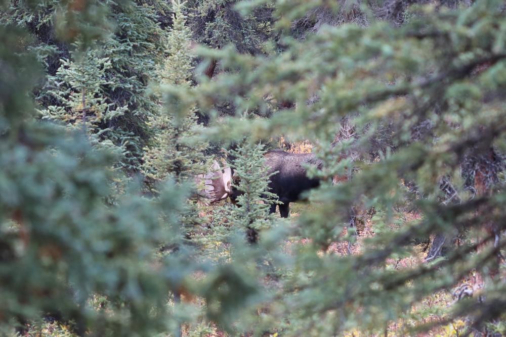 Moose (Elch) im Denali N.P./Alaska