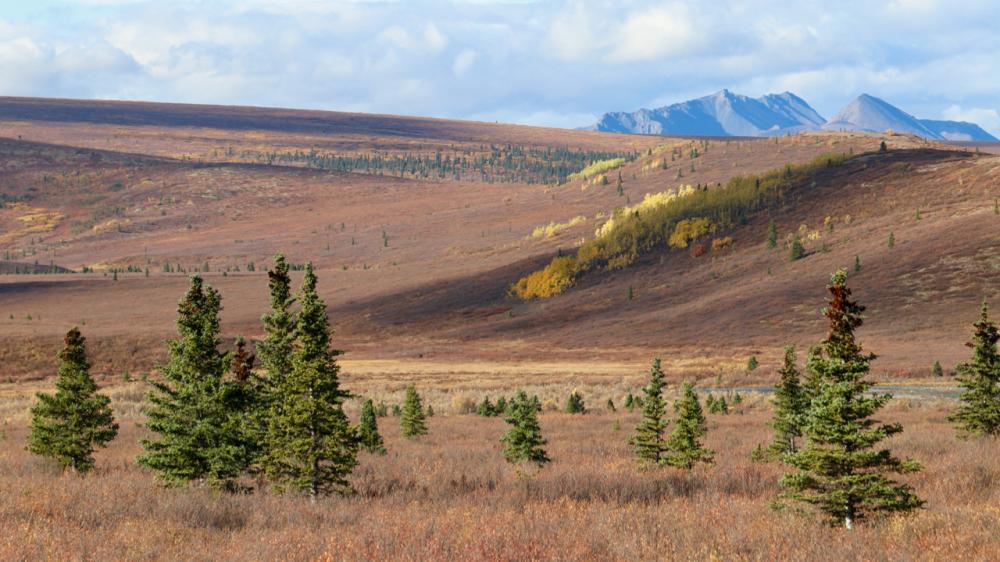 Denali N.P./Alaska