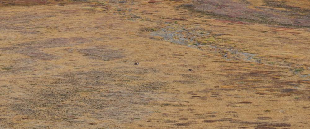 Karibu - Denali N.P./Alaska