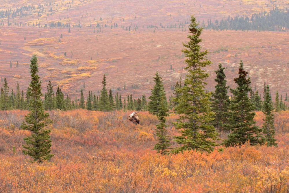 Moose (Elch) - Denali N.P./Alaska
