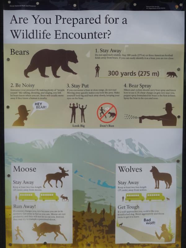 Wildlife Encounter - Denali N.P. / Alaska