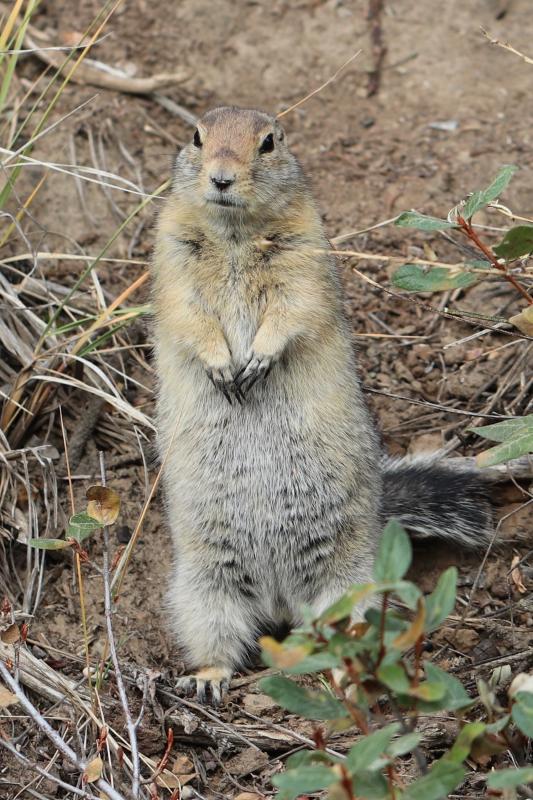 Erdhörnchen am Soldier's Summit Interpretive Trail - Kluane Lake / Yukon