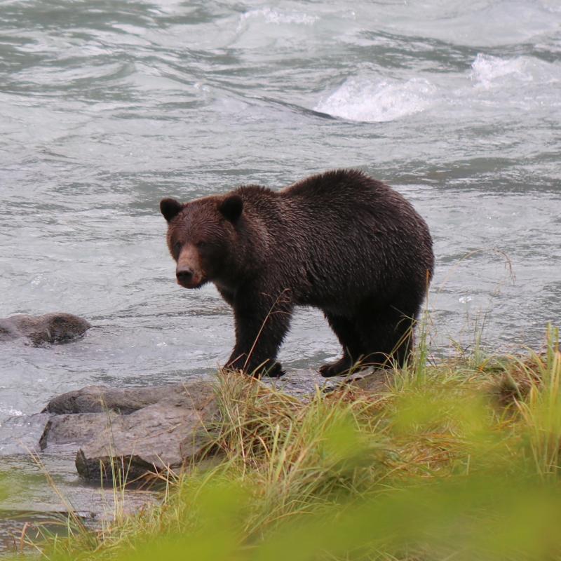 Grizzly am Chilkoot Lake bei Haines / Alaska