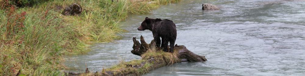 Grizzly am Chilkoot Lake bei Haines / Alaska