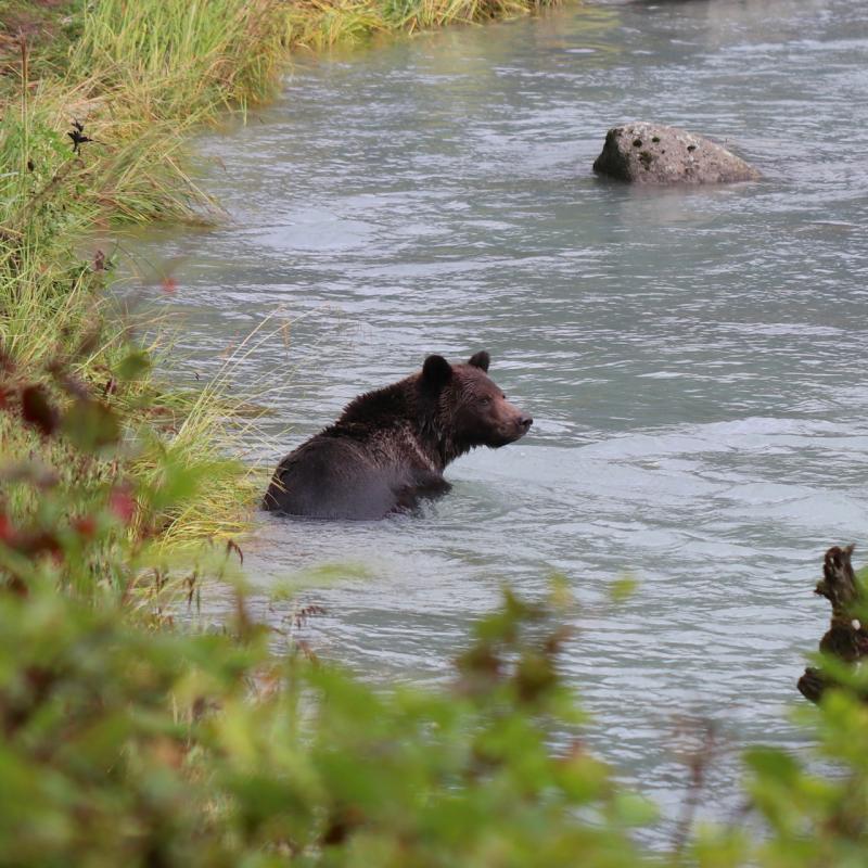 Grizzly am Chilkoot Lake bei Haines / Alaska