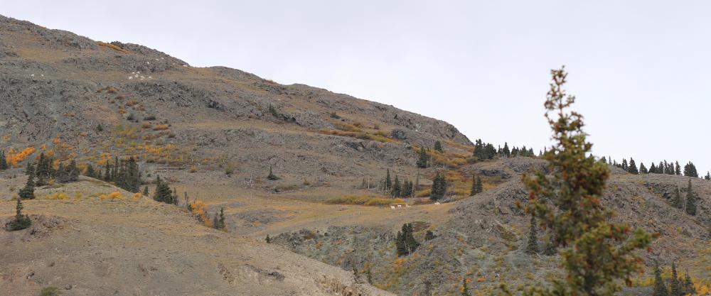 "Sheep Mountain" - Thachäl Dhäl Visitor Center / Yukon