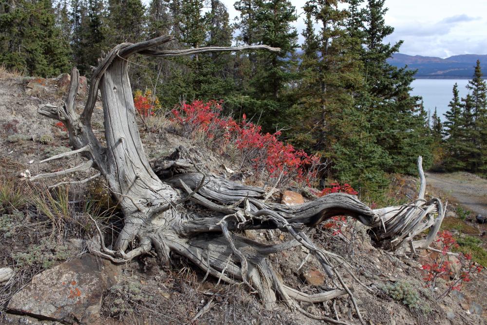 Soldier's Summit Interpretive Trail - Kluane Lake / Yukon