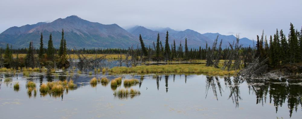 Tok Cut-Off Hwy / Alaska 