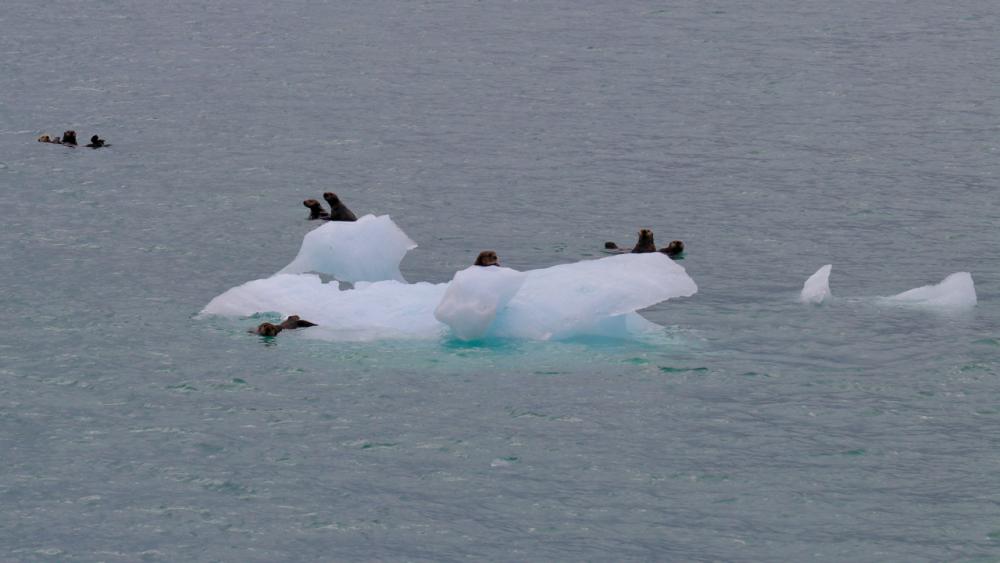 Otter im Prince William Sound bei Valdez/Alaska