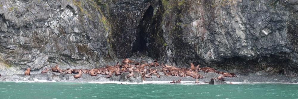 Seelöwen im Prince William Sound - Valdez/Alaska