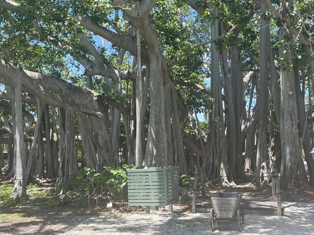 Sehr beeindruckend sind die Banyan Bäume