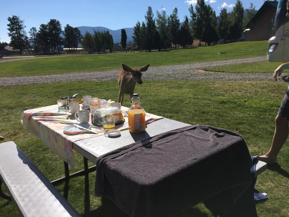 Netter Gast beim Frühstück 