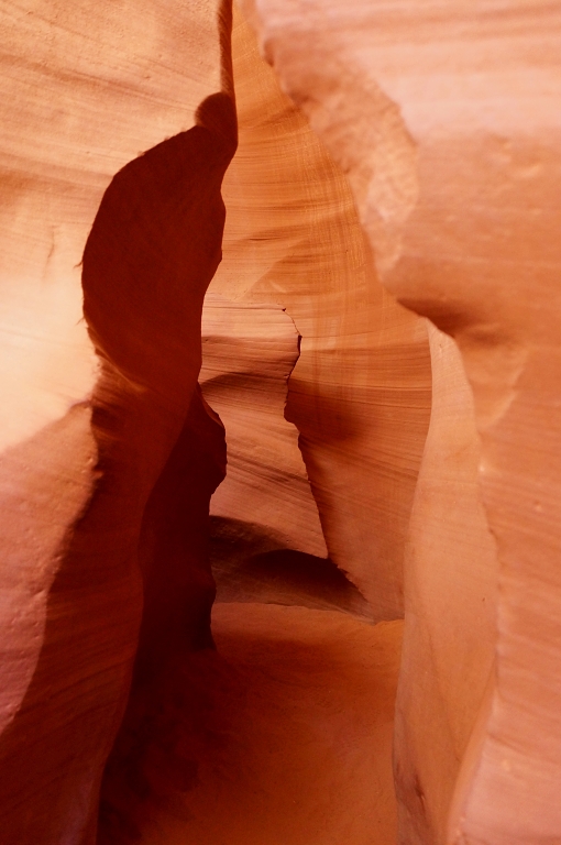 Antelope 4