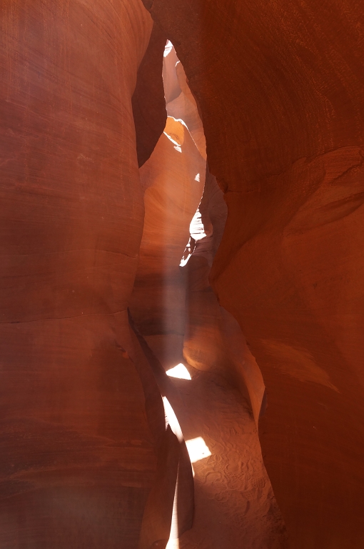 Antelope 7