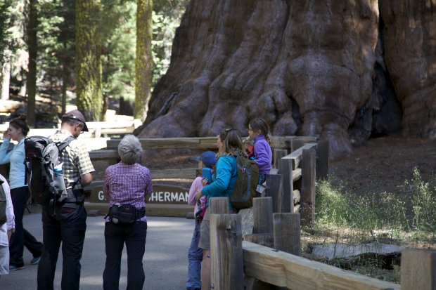 General Sherman Tree Giant Forest 
