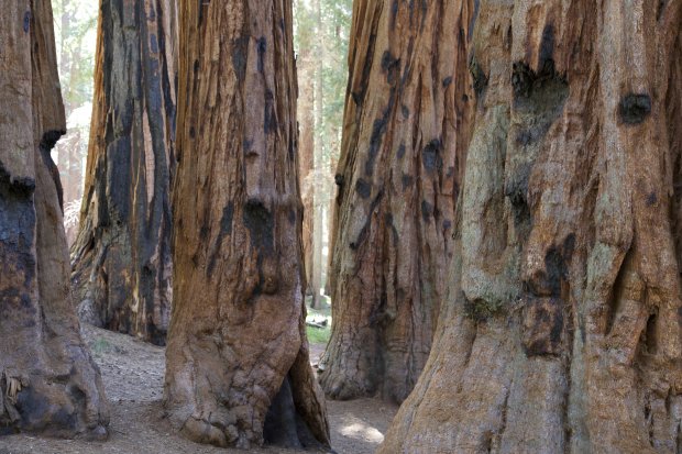 Senat Congress Trail Giant Forest