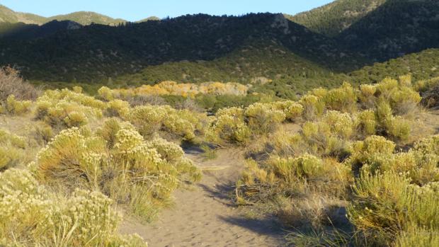 dunes