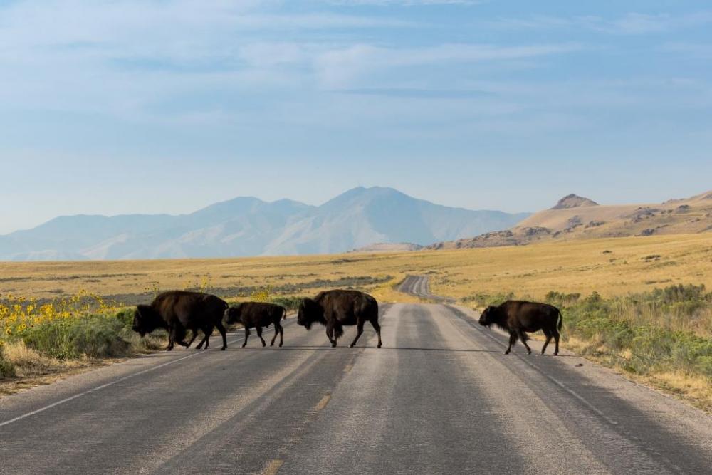 05 Tag Antelope Island State Park Utah Garden City Utah Womo