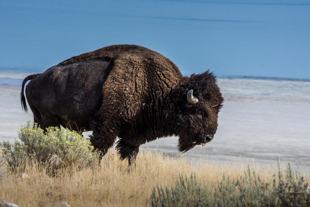 05 Tag Antelope Island State Park Utah Garden City Utah Womo