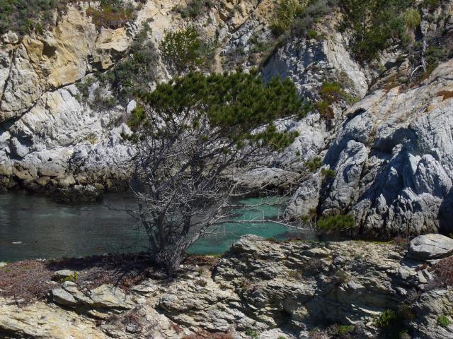 Point Lobos 1